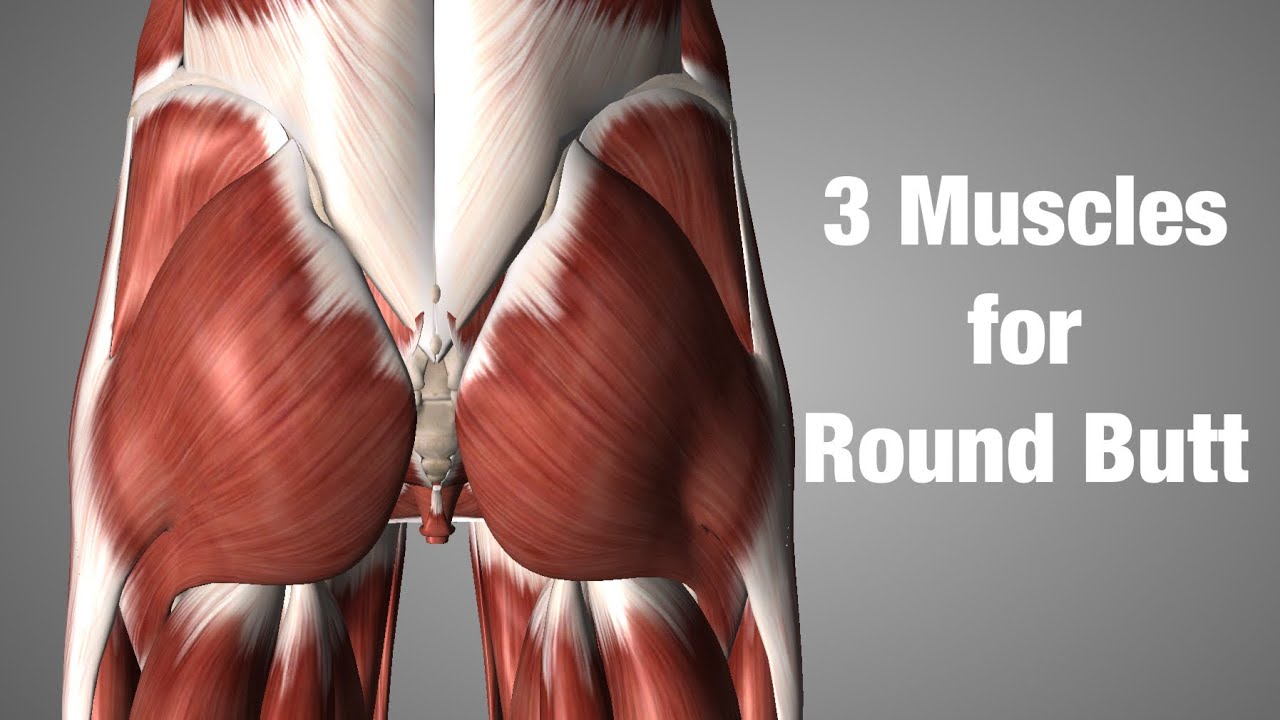 Muscle Gd Rond 3 key muscles for round butt - YouTube