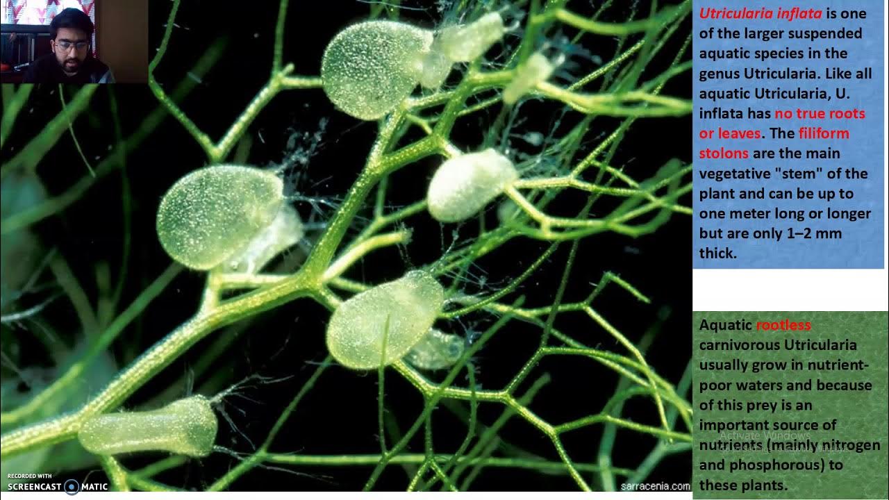 Urticularia inflata (Bladderwort) Suction Trap Mechanism YouTube