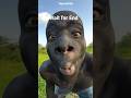 Mogli #comedy #funny