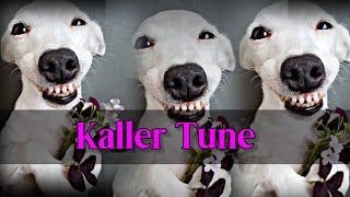 Kaller Tune Humshakals Saif Ali Khan || Bollywood song ( slowed   reverb )