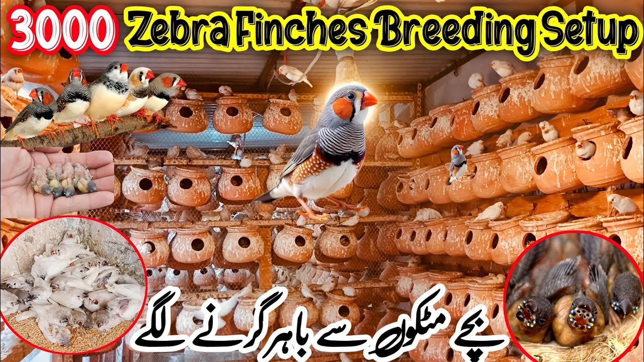 3000 Zebra Finches Birds Breeding Pair Setup | Finches Breeding Setup Guide @SYEDBIRDS