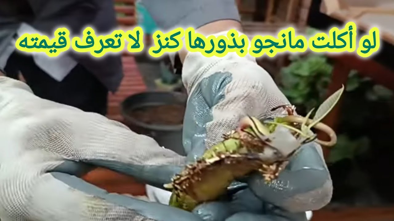 اسهل وأضمن الطرق لزراعة المانجو من البذور