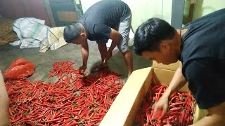 PROSES SORTIR, TIMBANG DAN KEMAS CABE SEBELUM DIKIRIM ANTAR PULAU