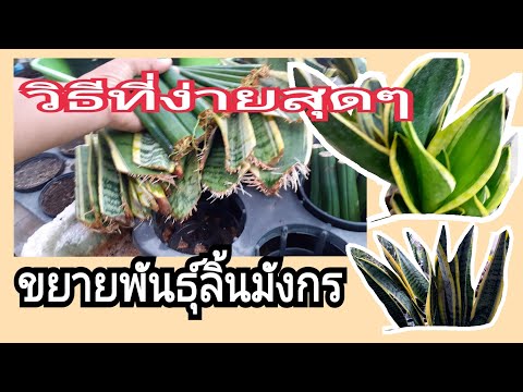 วีดีโอ: การขยายพันธุ์พืช Dracaena – เรียนรู้วิธีขยายพันธุ์พืช Dracaena