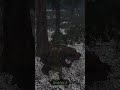 RDR1 Grizzly Bear Spawn