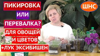 видео: ПИКИРОВКА ИЛИ ПЕРЕВАЛКА? ЧТО ВЫБРАТЬ, КАК ПРОВОДИТЬ И ЗАЧЕМ ОНИ НУЖНЫЙ! картинка: ПИКИРОВКА ИЛИ ПЕРЕВАЛКА? ЧТО ВЫБРАТЬ, КАК ПРОВОДИТЬ И ЗАЧЕМ ОНИ НУЖНЫЙ!