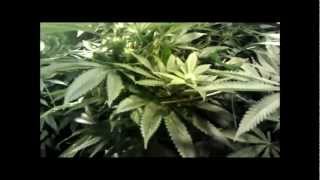 Bubba Kush (Grade A Top Shelf) Time Lapse  mobile video