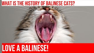 Discover the History of the Balinese Cat Breed
