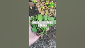 Hướng dẫn trồng: Cải Thìa - Rạng Đông Seeds #hatgiongrangdong #rangdongseeds