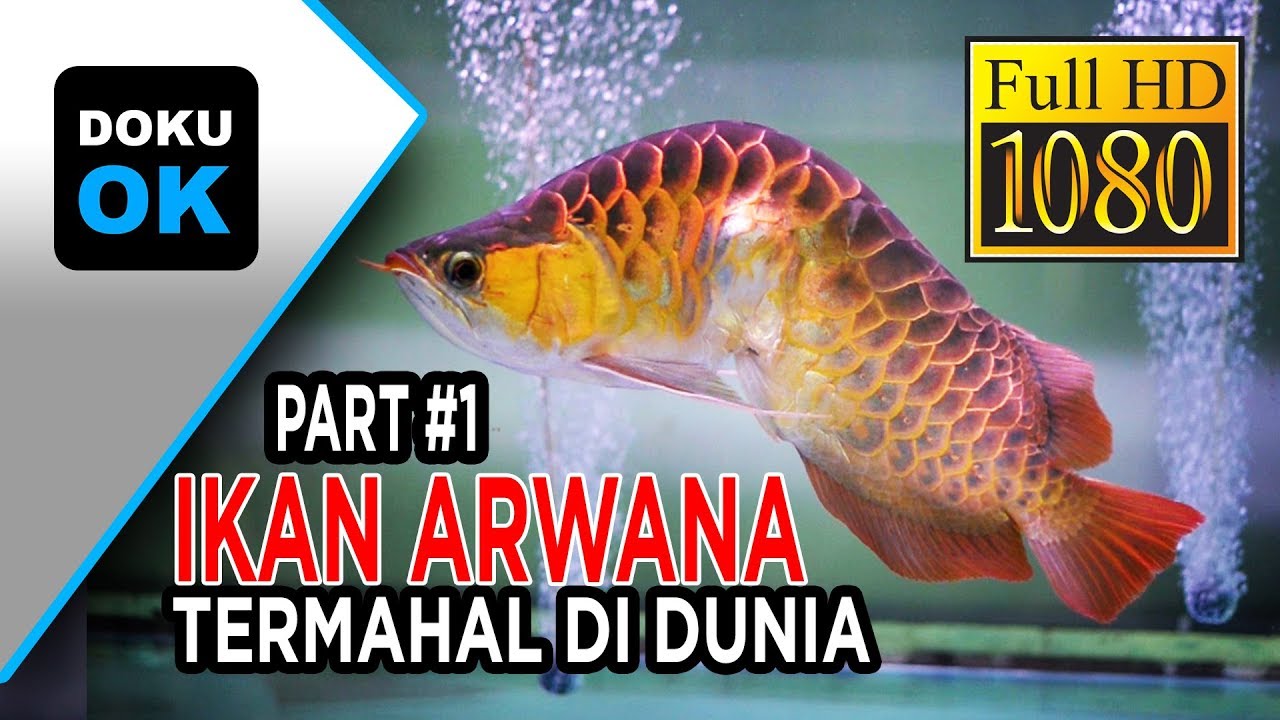 Ternyata ikan  ARWANA termahal  di  dunia  lho part 1 YouTube