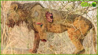 30 Moments When Lions Fight With Opponents And Only 3 Legs Left | Animal Fight