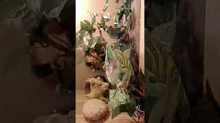 Йеменский хамелеон. #йеменскийхамелион#reptiles#рептилии#подпишись #subscribe#ящерица#animals