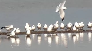 Mississippi River Flyway Cam. Just a few Gulls - explore.org 03-20-2022