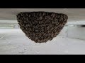 #shorts Honey bee swarm