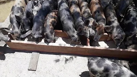 Como fazer um cocho para porco de madeira?