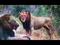 Male Lion Coalition Broken! Possibly One Male Lion Left In Strong Coalition! Kruger National Park!