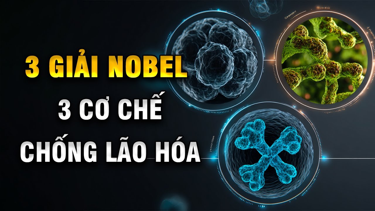 3 Giải Nobel – 3 Cơ Chế Chống Lão Hóa Của Cơ Thể | Khoẻ Mà Đẹp