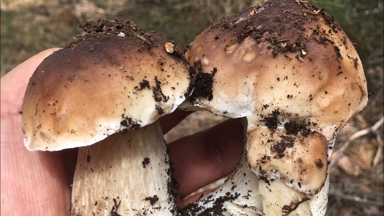 Boletus Edulis. Una brotada bestial