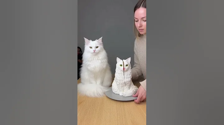 Video 11649271: turkish angora cat, cat reaction, cute cat, pets