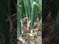 प्याज की#kheti #लगाया हु#farmer motivation#🥳