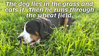 The dog lies in the grass and eats it.  Then he runs through the wheat field.