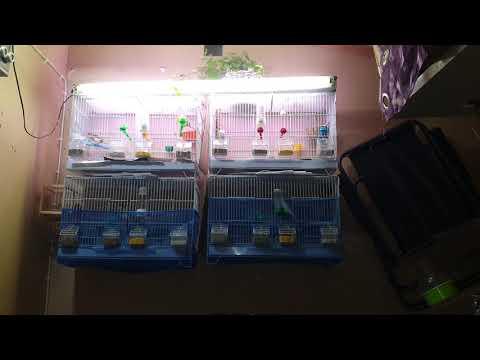 canary breeding 2021