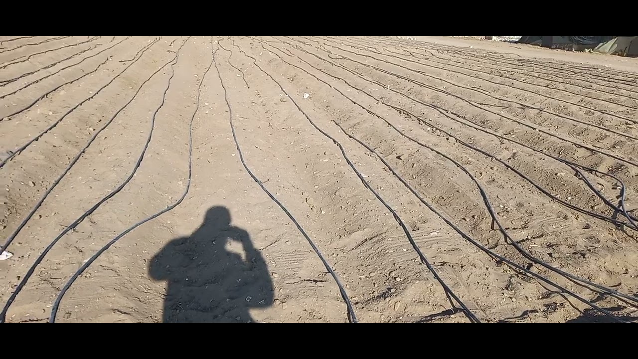 زراعة وانتاج القمح بنظام الري بالتنقيط في الاراضي الرملية