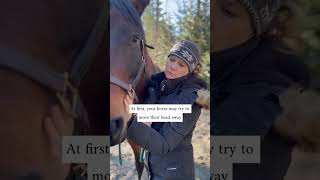 Equine massage to release tension in the face for better contact