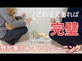 犬のトイレのしつけに効果的な㊙︎トレーニング、この方法でトイレが出来るようになりました【犬　トイプードル】