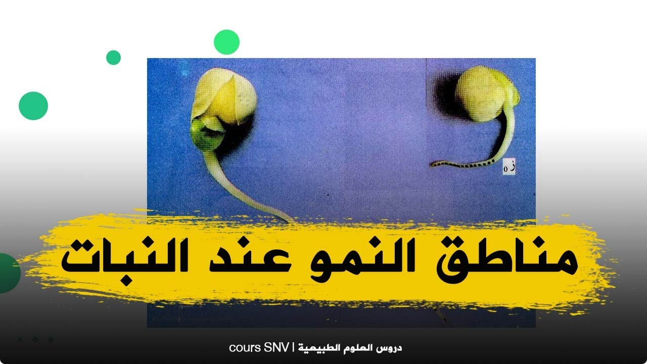 الدرس 3 مناطق النمو عند النبات علوم طبيعية للاولى ثانوي علوم و تكنولوجيا