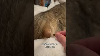 How to wake your cat up from deep sleep cat shorts