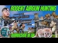 Rodent air gun hunting i ratting with fx impact m3 and javelot pro 2 i pest control with air gun