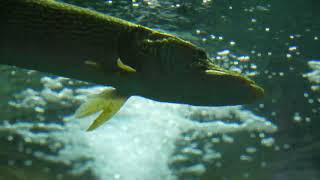 fishing pictures and videos alexanderegurman@gmail.com 917 825 8225 @alexanderegurman
