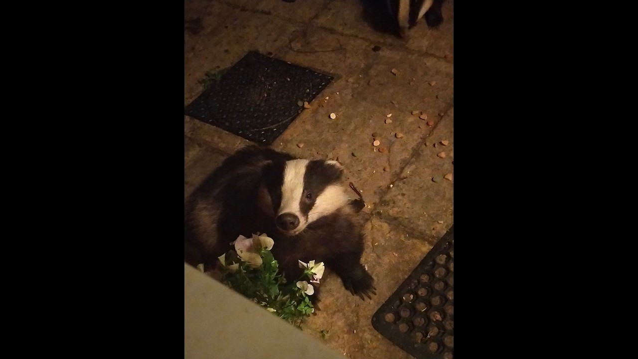 Badger in my garden