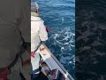 【相模湾キハダ】モンスターマグロと綱引き！#fishing #釣り #キハダマグロ #相模湾 #船釣り