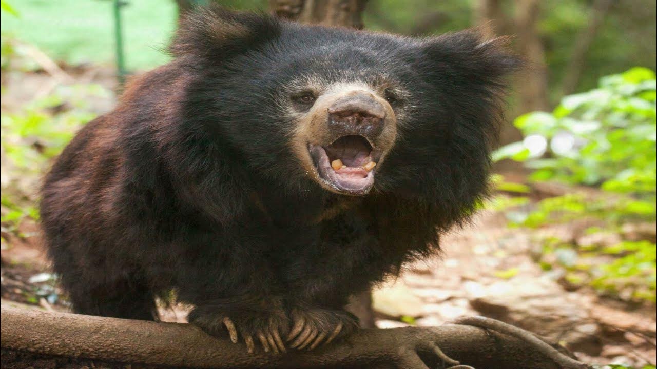 SLOTH BEAR | Sloth Bear Facts | Sloth Bear Information | Indian Sloth