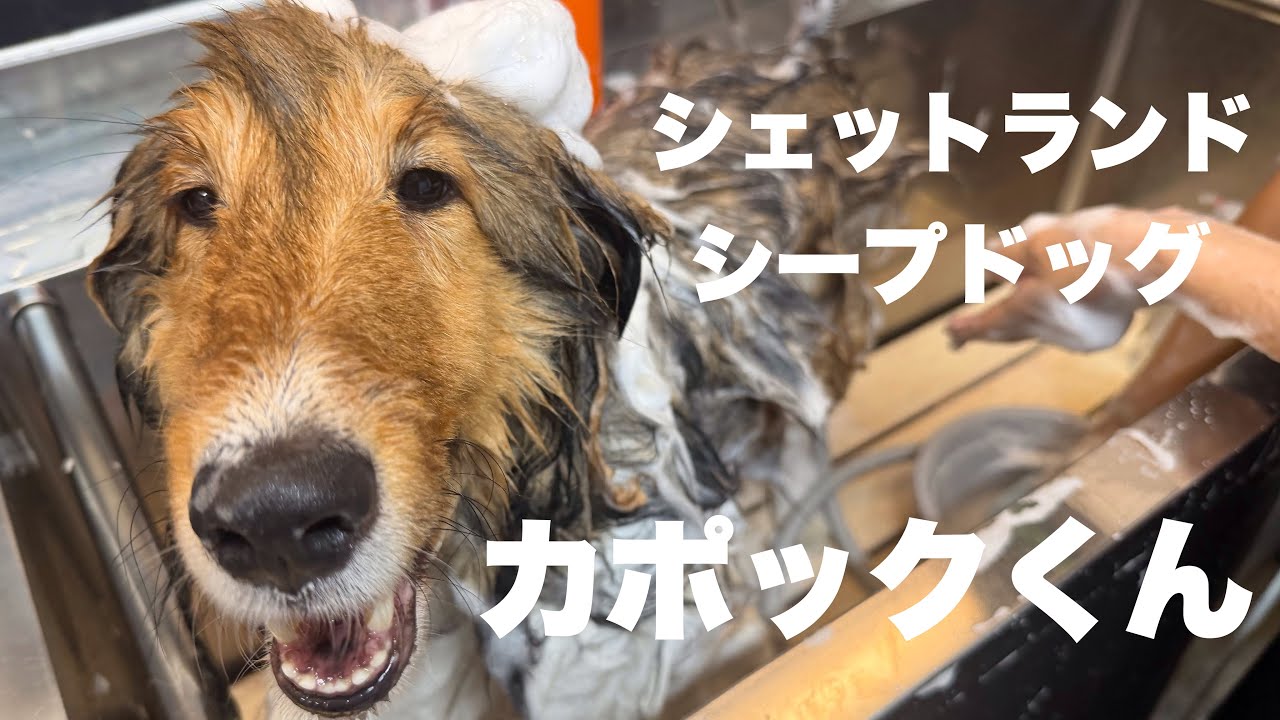 シェットランドシープドッグ カポックくん【She tland sheepdog