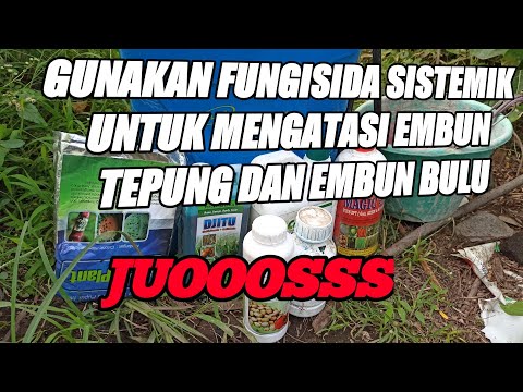 Video: Obat Paling Sederhana Untuk Embun Tepung