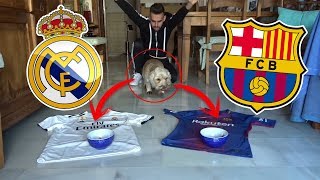 Mi perro predice entre real madrid y ...