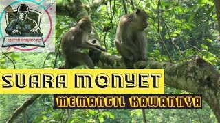 suara monyet memangil kawannya di alam liar