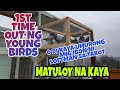 PAANO MAGTRAINING NG YOUNGS BIRDS SA CARINO LOFT UK|PAGHAHANDA SA UNA NILANG LABAS|PIGEON RACING