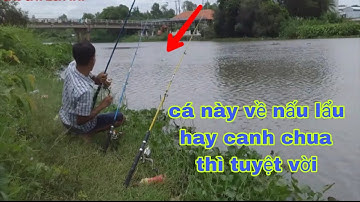 Trở lại điểm này để săn tìm cá tra Hugo khủng | phương long an tv