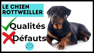 TOUT SAVOIR SUR LE CHIEN ROTTWEILLER Caractère  Qualités  Défauts