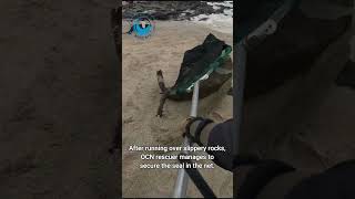 Seal Saved From Fishing Net #shorts