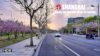 🌸 Along the Suzhou River in Spring - Flower Path - 4K HDR