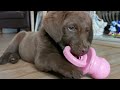 9 Week Old Chesapeake Bay Retriever Puppy Enjoying Chew Toy