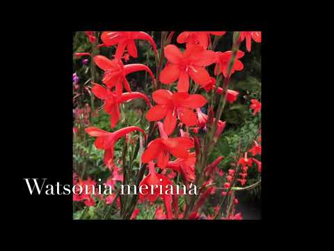 Video: Watsonia լամպերի խնամք - Ինչպես աճեցնել այգու բույսը Watsonia