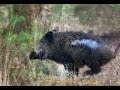 Excellent hunting for wild boar. good shots. video collection