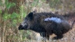 Excellent hunting for wild boar. good shots. video collection