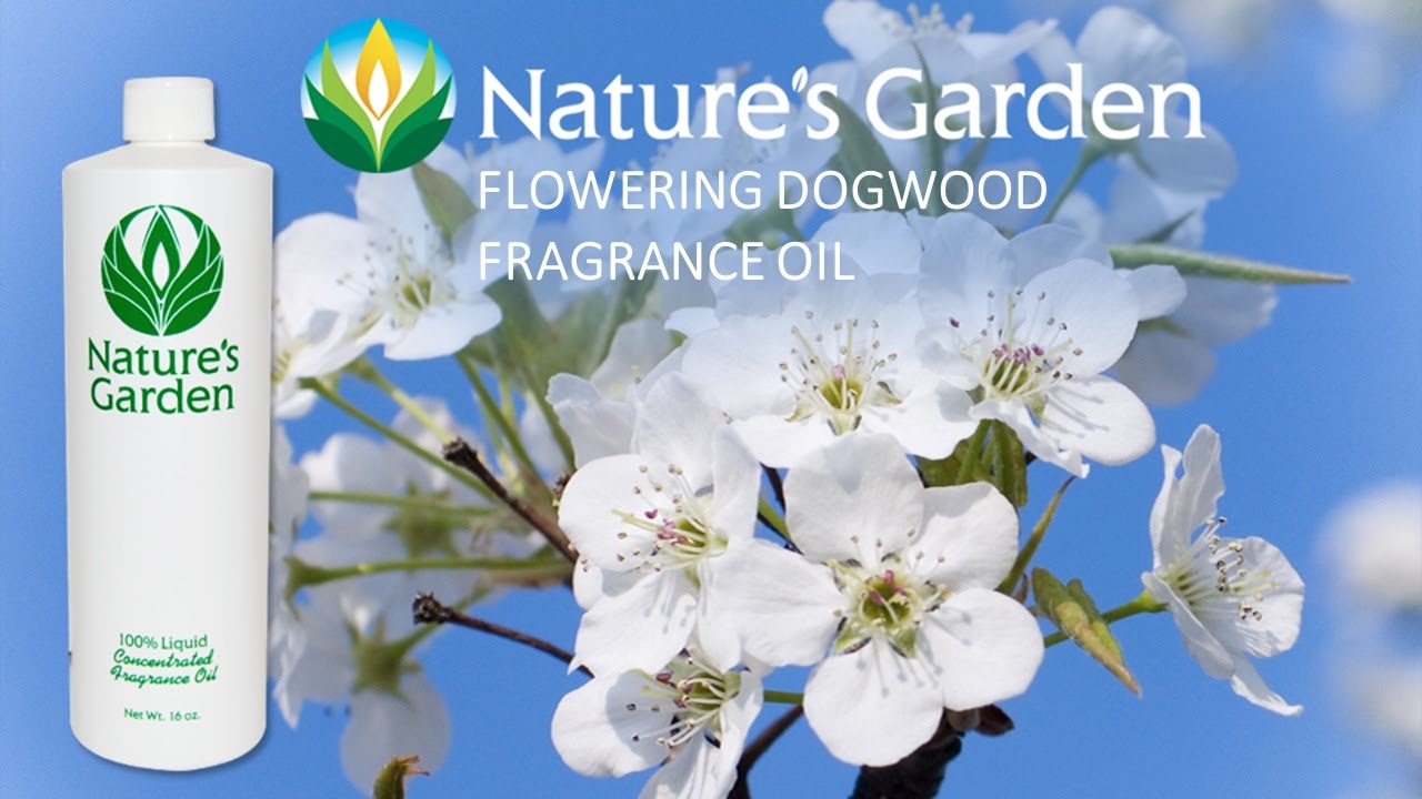 Flowering Dogwood Fragrance Oil Natures Garden YouTube
